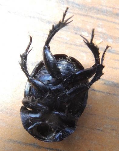 Réf. 241 964 : Trypocopris vernalis